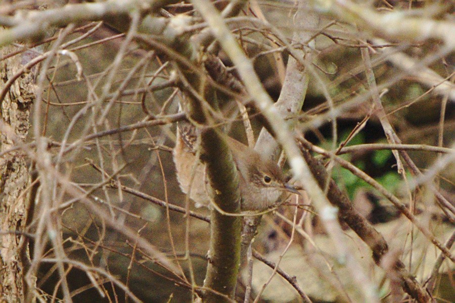Northern House Wren - ML393248821