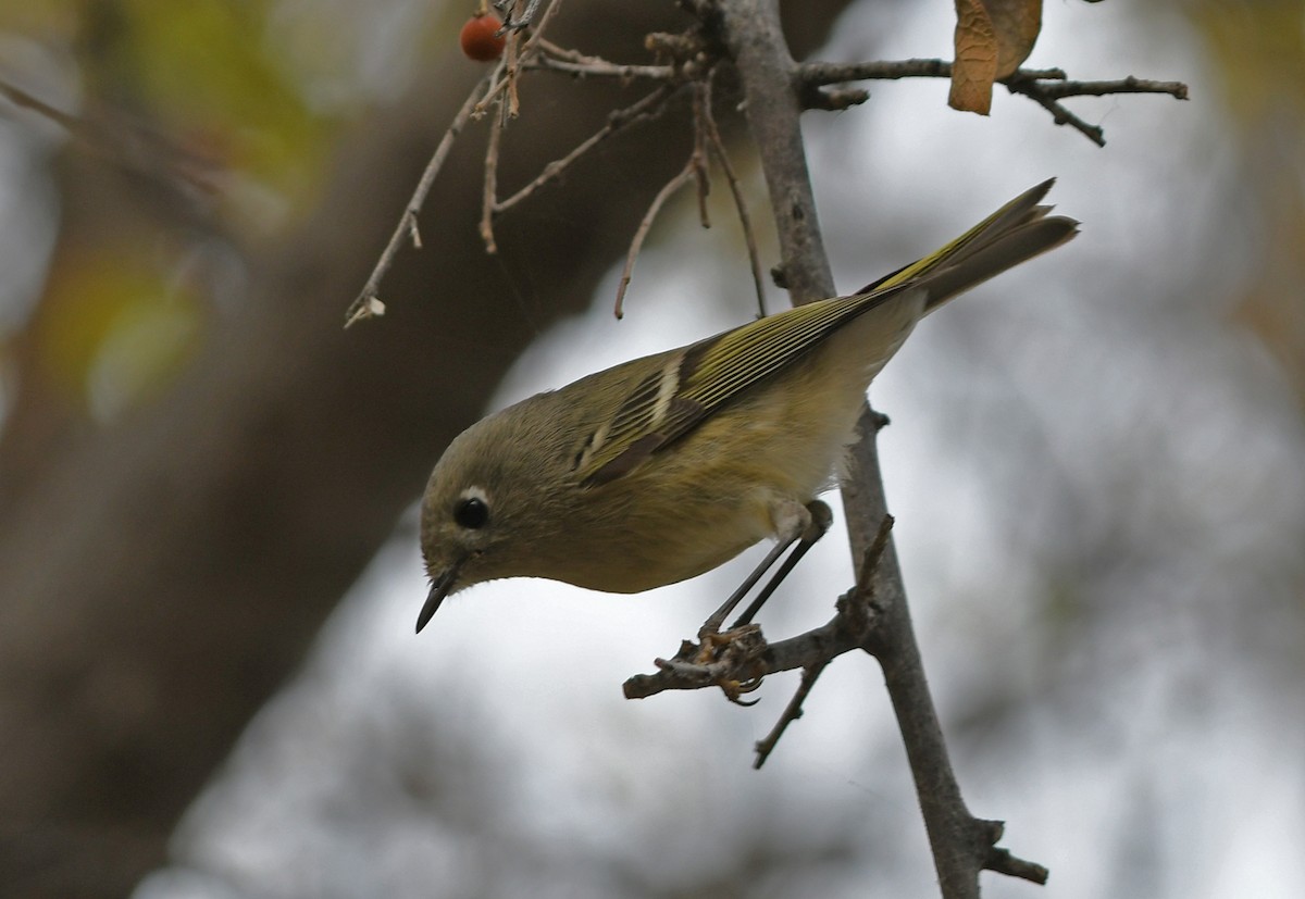 Ruby-crowned Kinglet - ML393248911