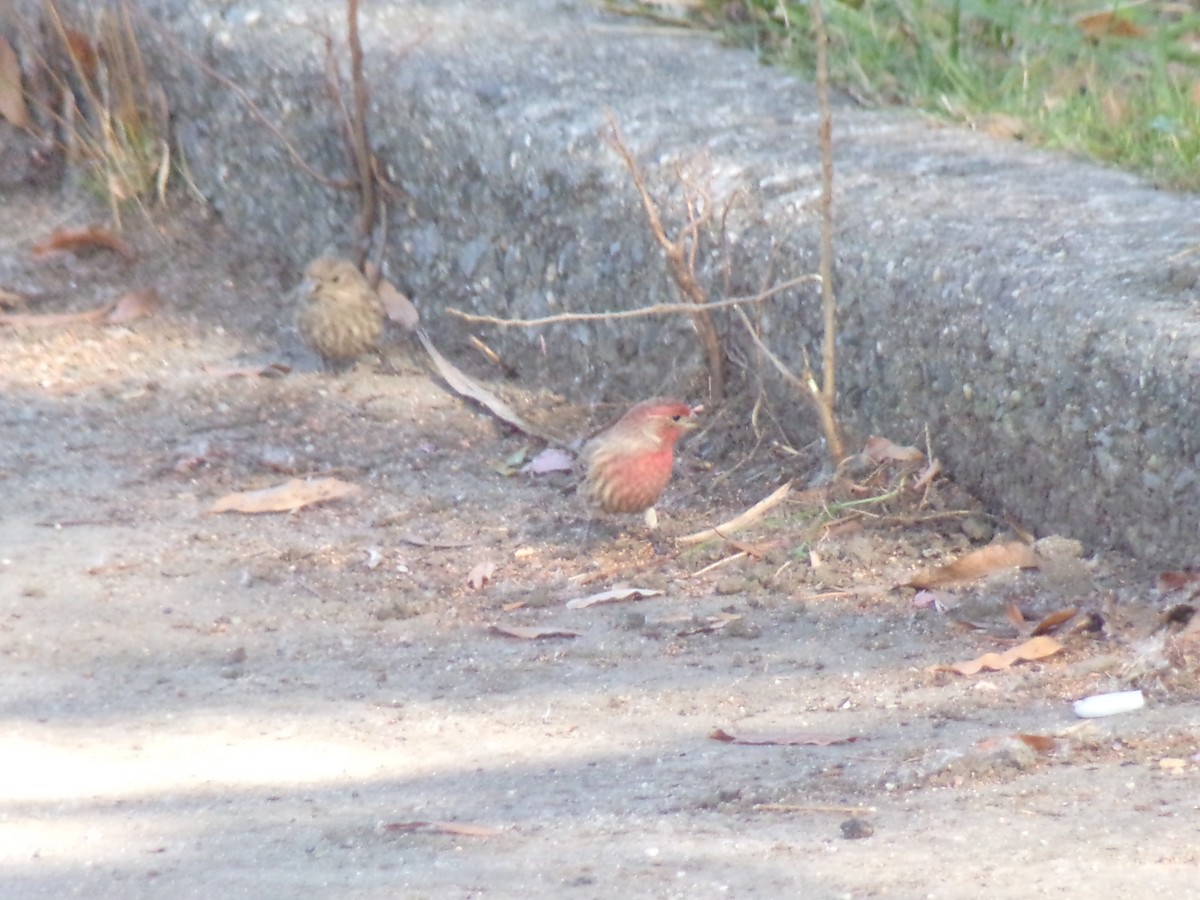 House Finch - ML393251121