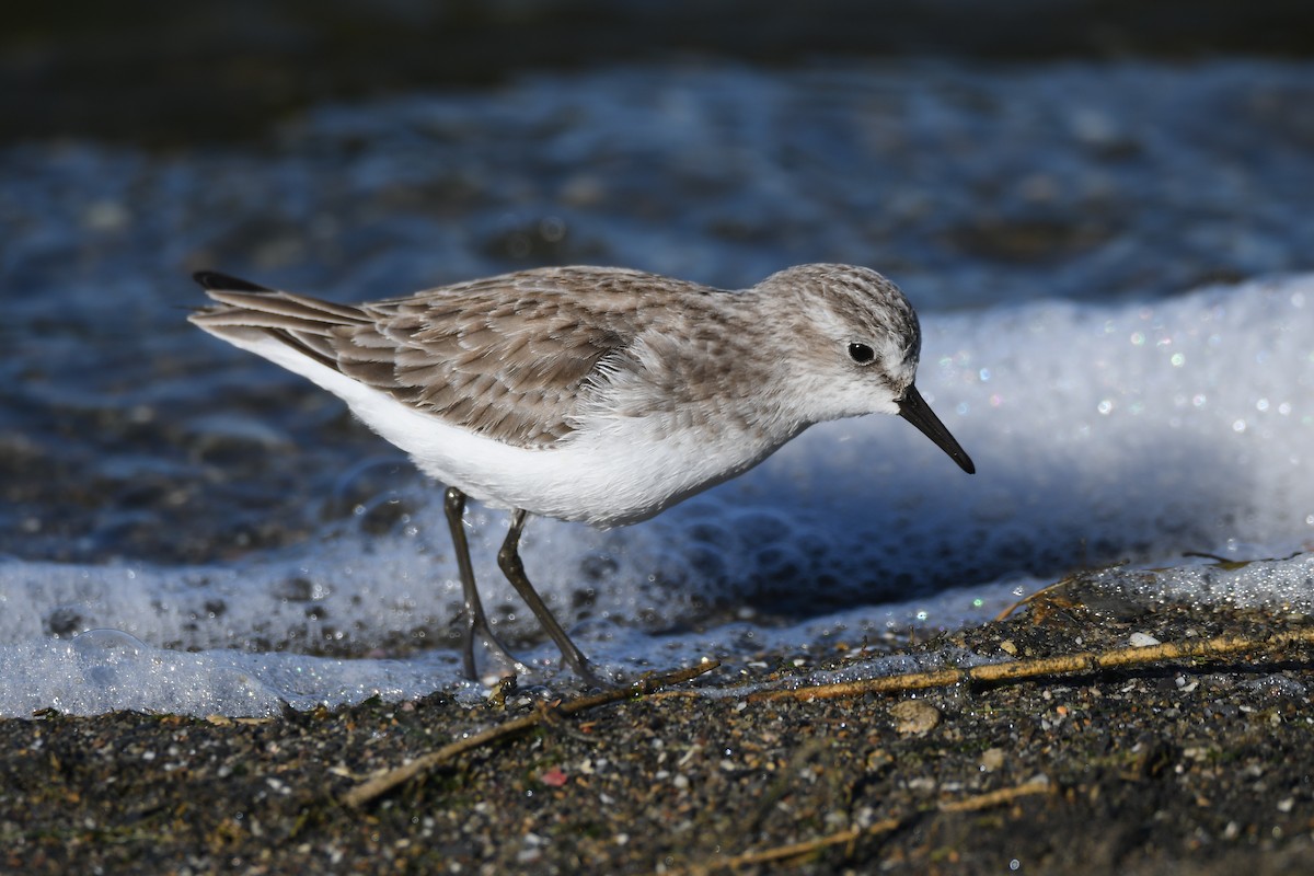 Little Stint - ML393251151