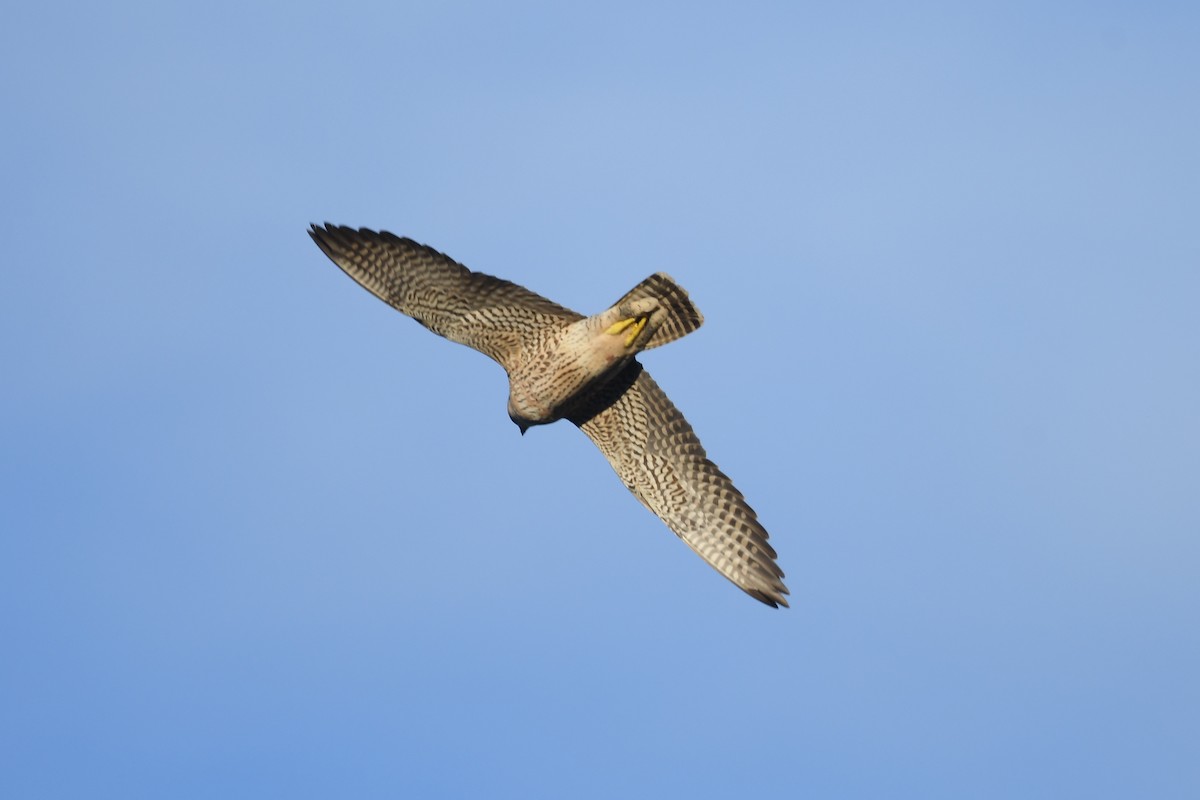 Peregrine Falcon - ML393251761