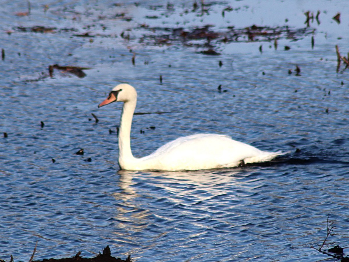 Mute Swan - Sherry Plessner