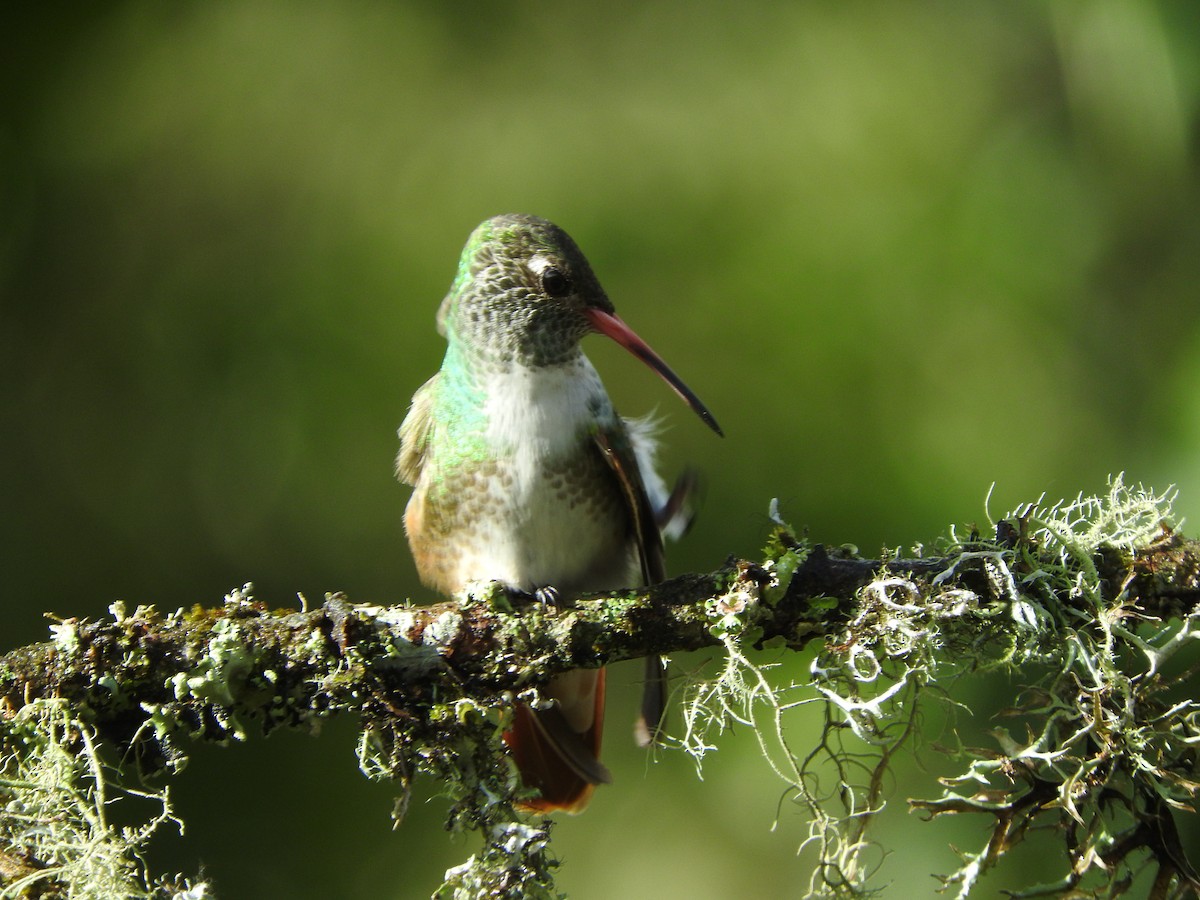 Amazilia Hummingbird - ML393255981