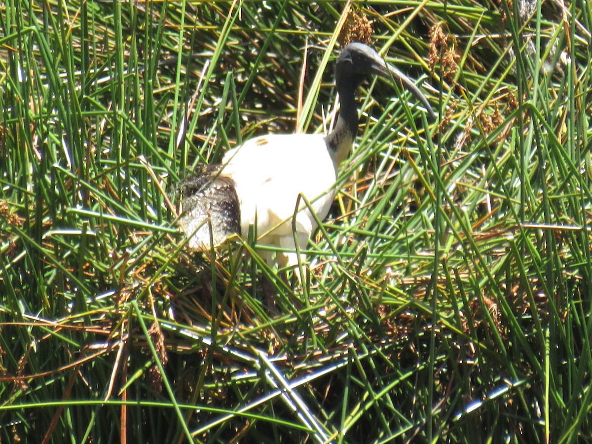 Australian Ibis - ML393256001