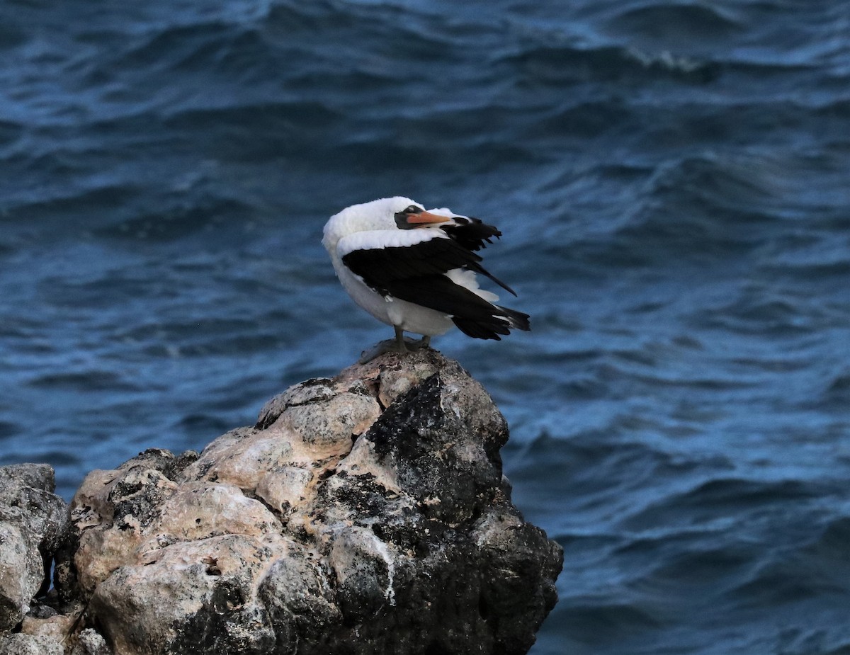 Nazca Booby - ML393257021