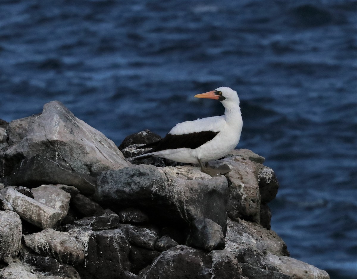 Nazca Booby - ML393257031