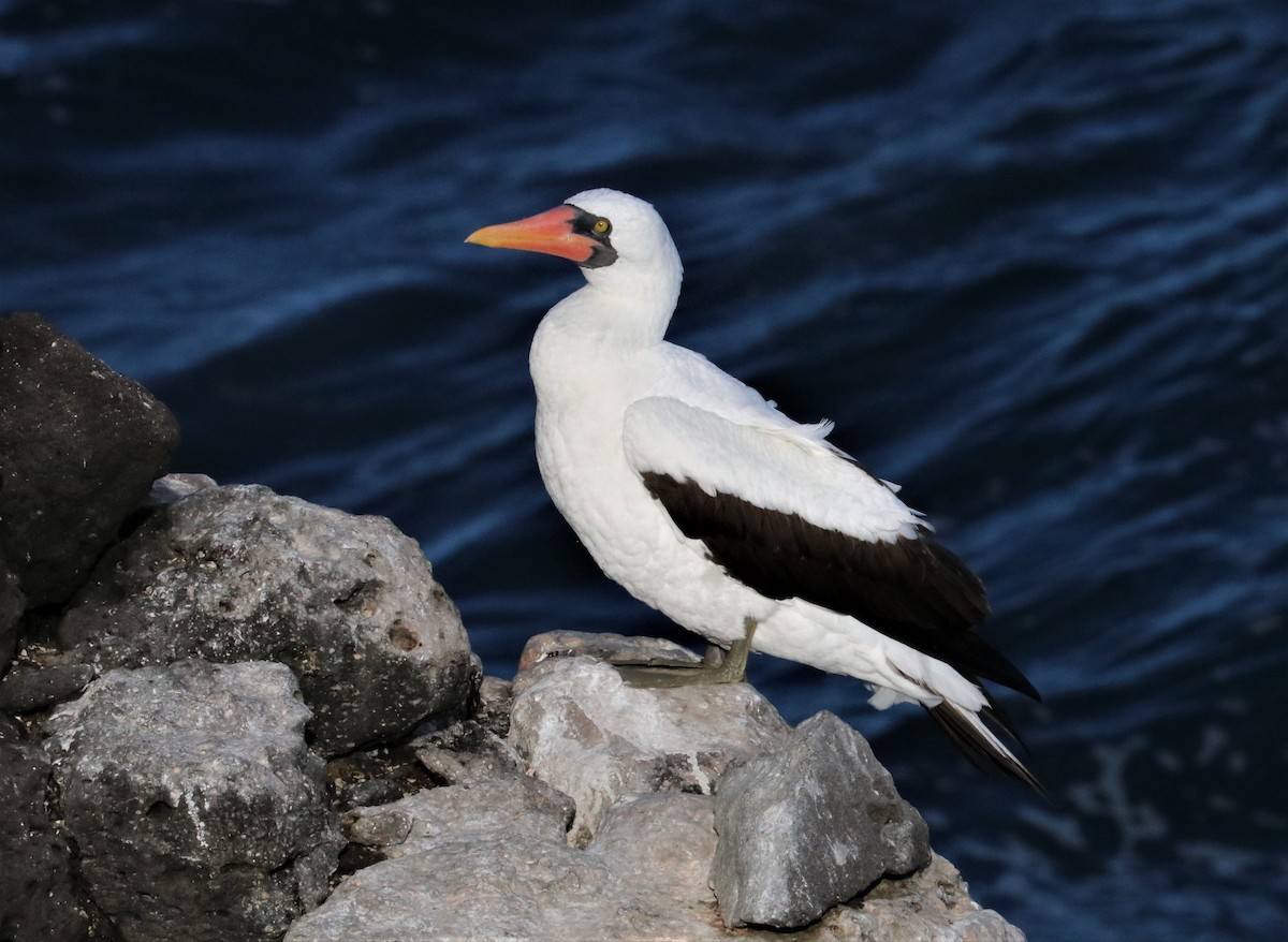 Nazca Booby - ML393257051