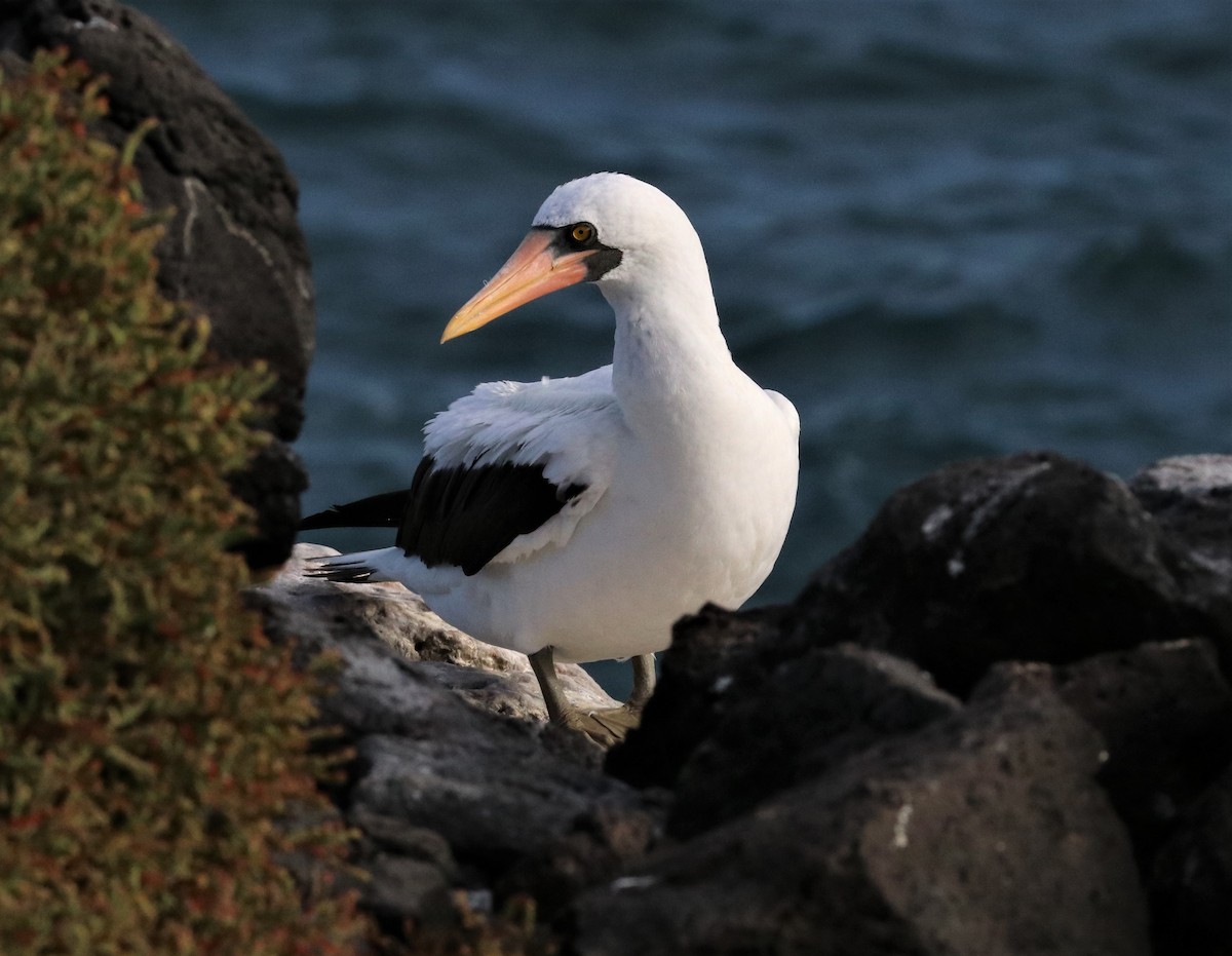 Nazca Booby - ML393257101