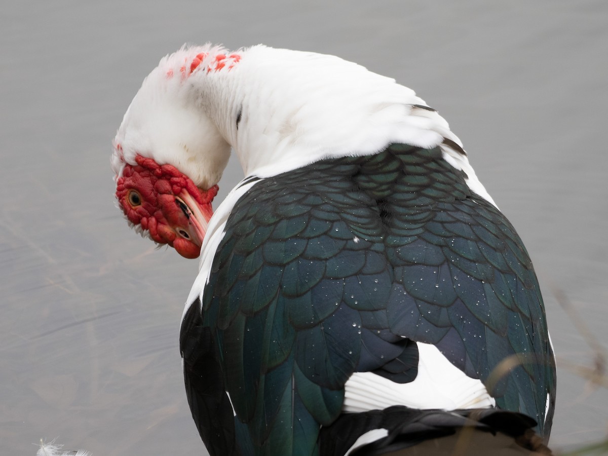 Muscovy Duck (Domestic type) - Laurie Foss