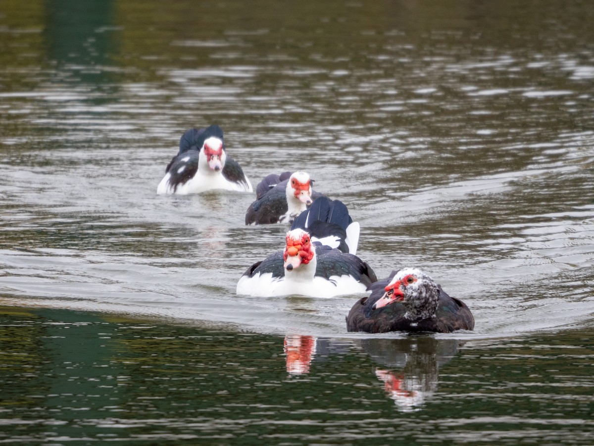 Muscovy Duck (Domestic type) - Laurie Foss