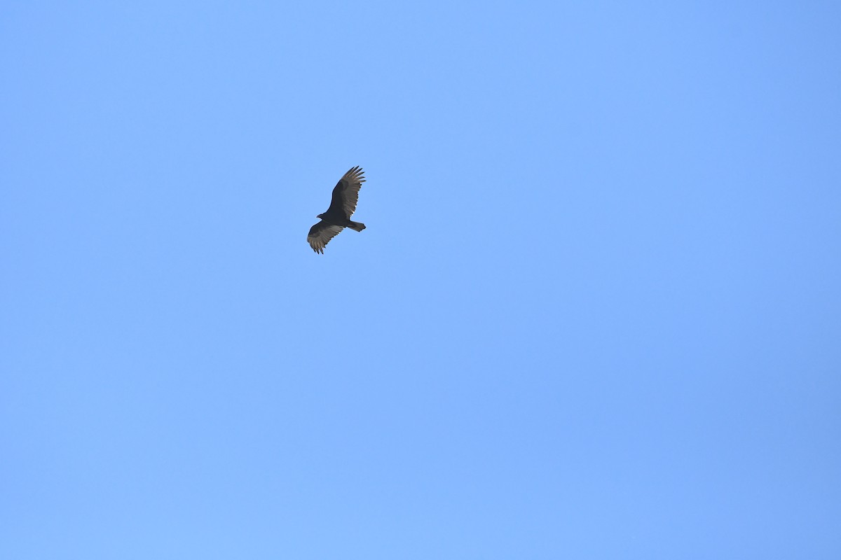 Turkey Vulture - ML393259821