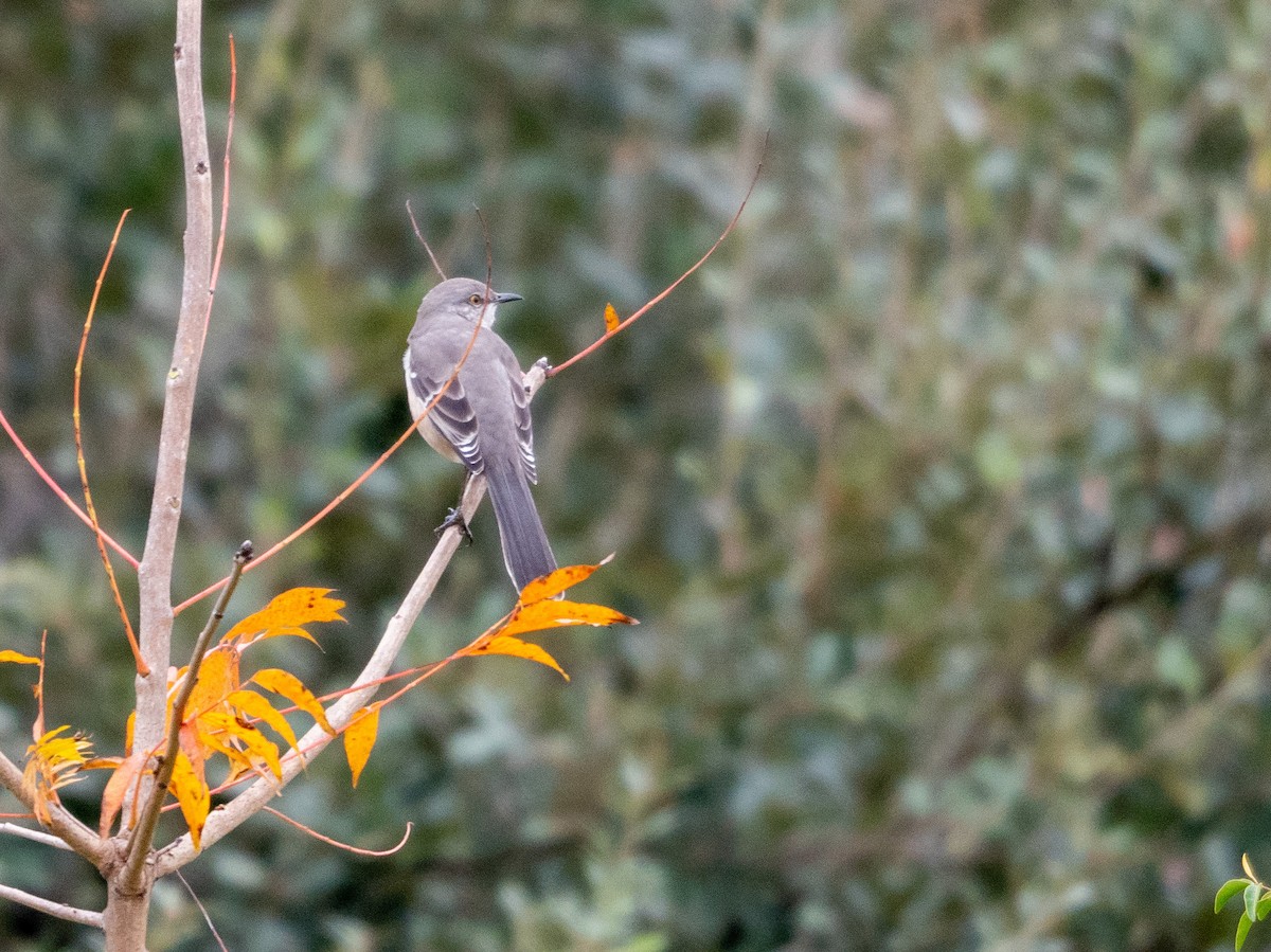 Northern Mockingbird - ML393259851