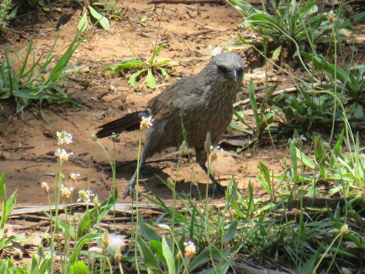 Apostlebird - ML393260161