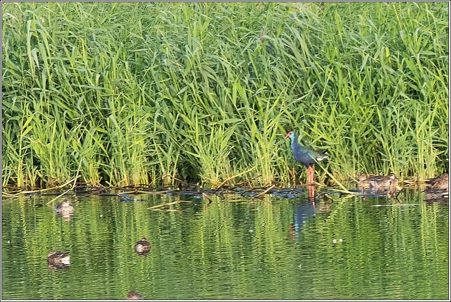 African Swamphen - ML393260491