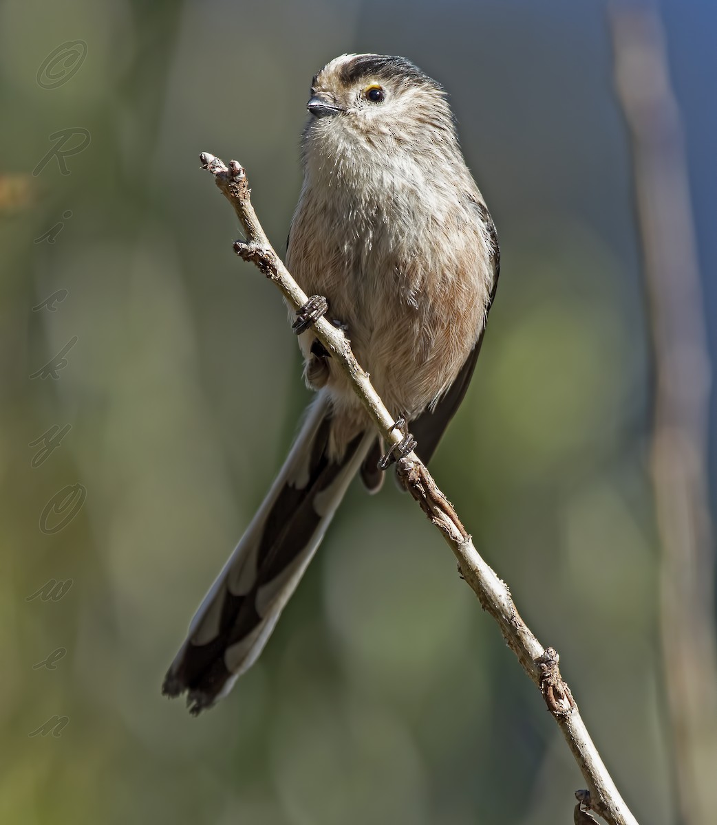 Long-tailed Tit - ML393260511