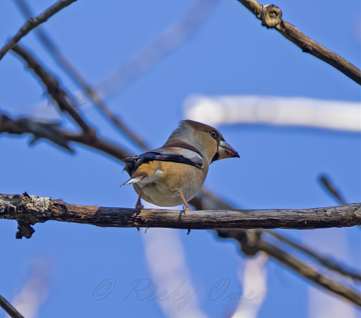 Hawfinch - ML393260651