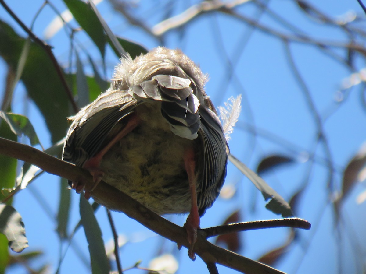 Red Wattlebird - ML393261721