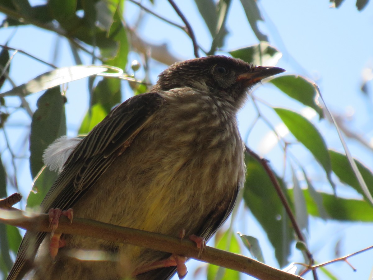 Red Wattlebird - ML393261751