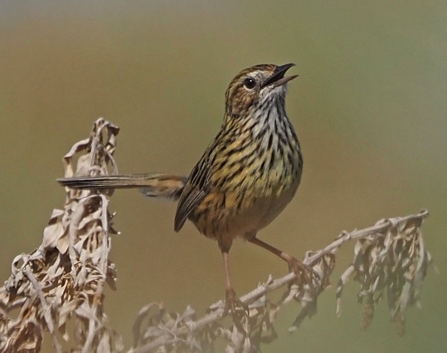 Striated Fieldwren - ML393262481