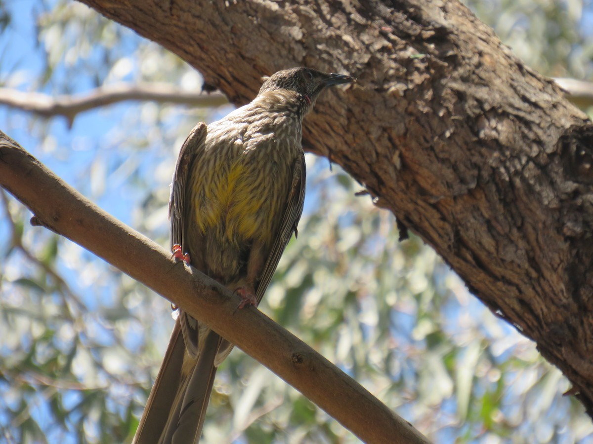 Red Wattlebird - ML393262511
