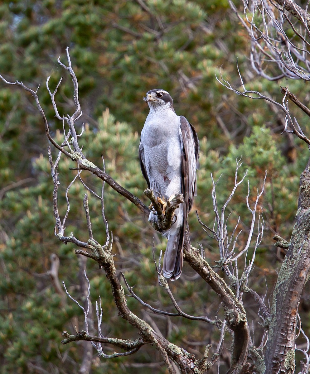 American Goshawk - ML393263231