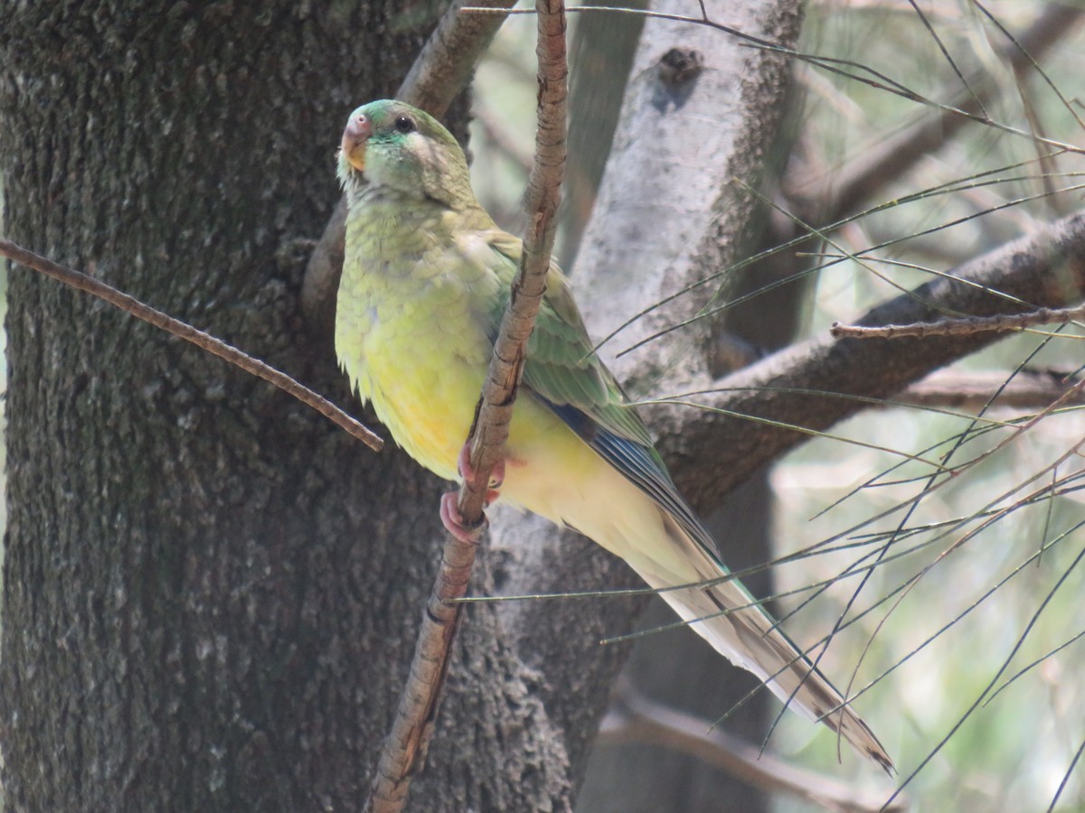 Red-rumped Parrot - ML393263411