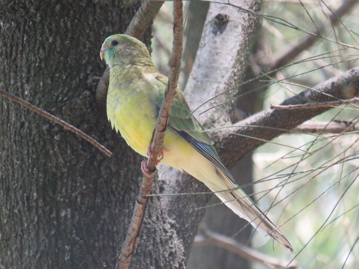 Red-rumped Parrot - ML393263531