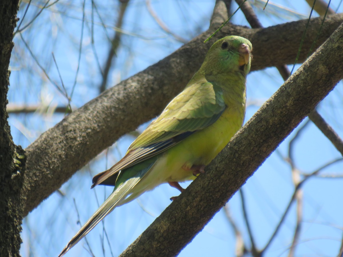 Red-rumped Parrot - ML393263821