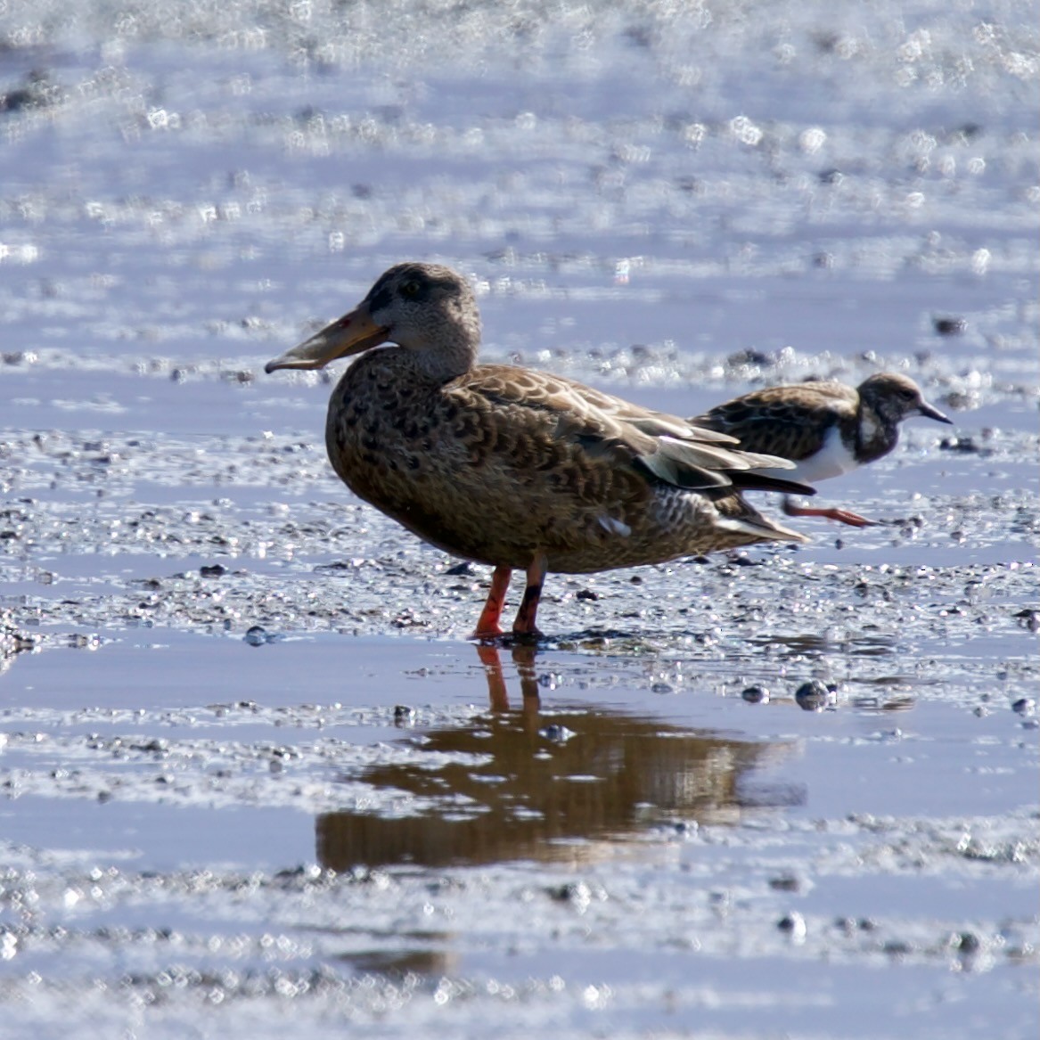 Canard souchet - ML393263861