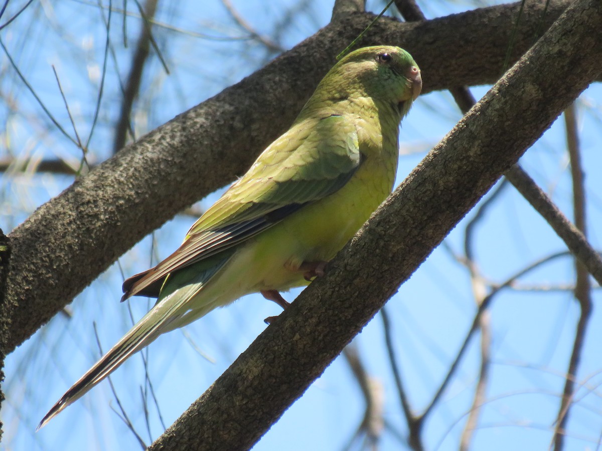 Red-rumped Parrot - ML393263881