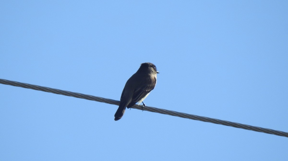 Eastern Phoebe - ML393264271