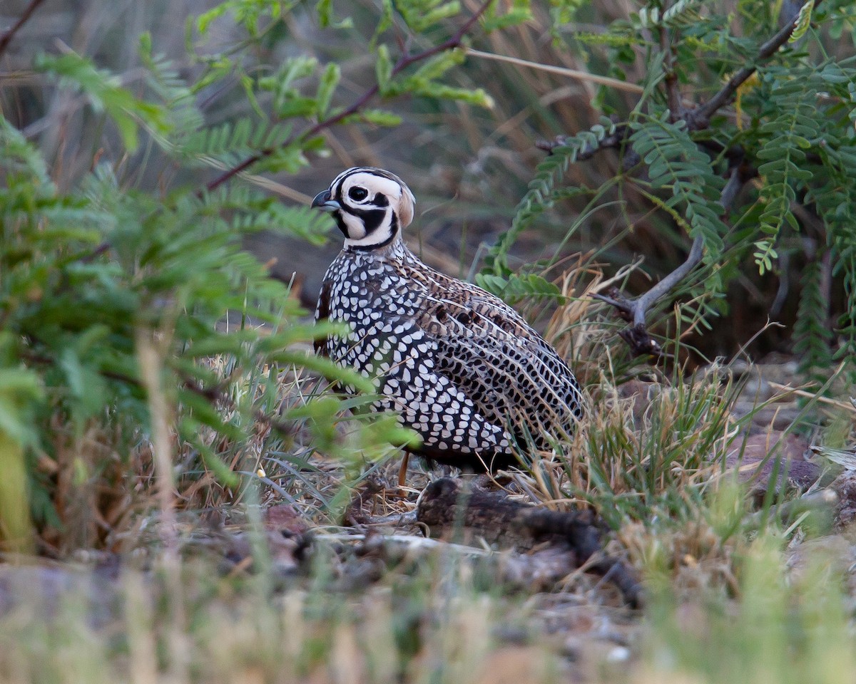 Montezuma Quail - ML393265111
