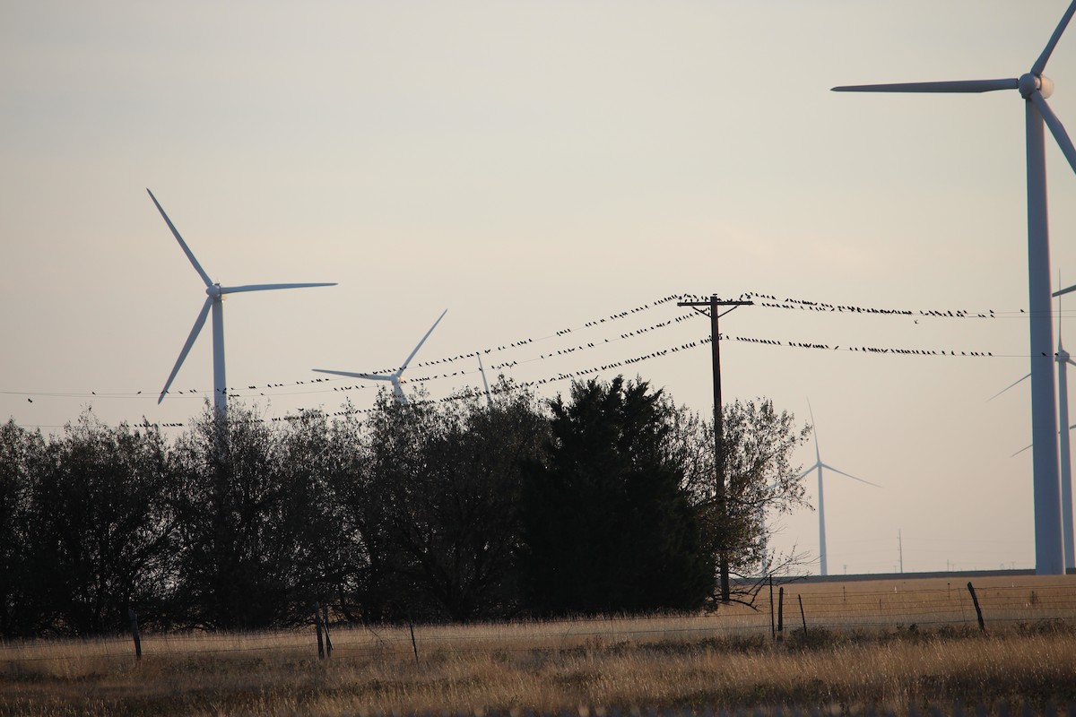 Brewer's Blackbird - ML39326541