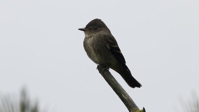 Western Wood-Pewee - ML393265601