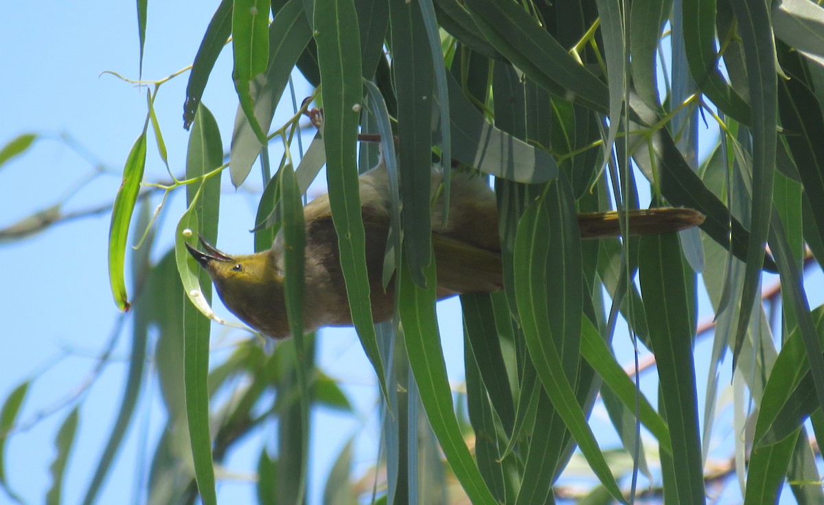 White-plumed Honeyeater - ML393265691