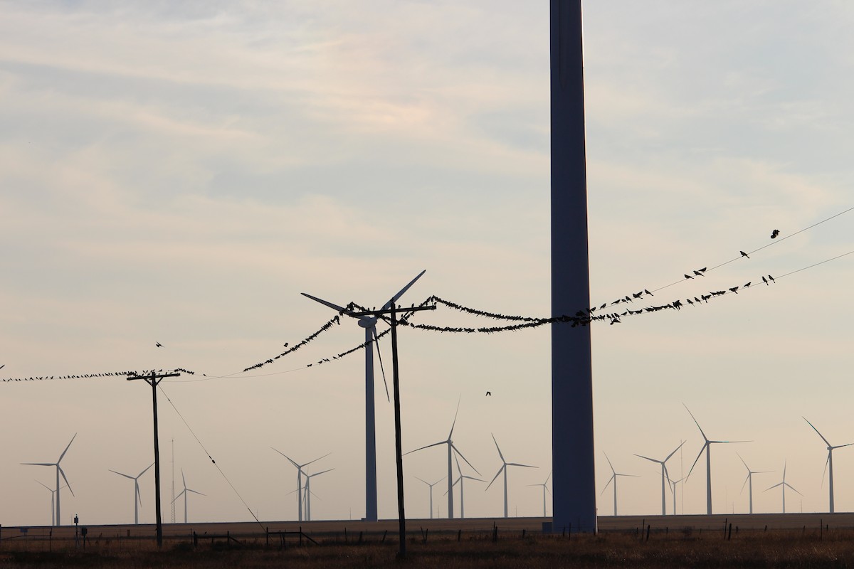 Brewer's Blackbird - ML39326611