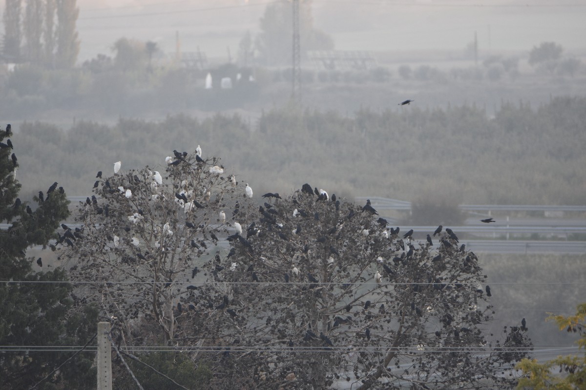 Taccola - ML393266421