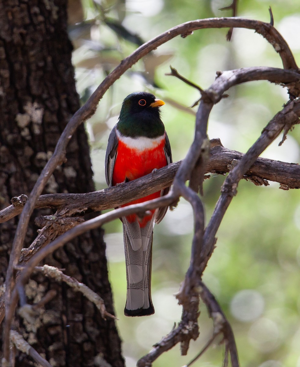Coppery-tailed Trogon - ML393270421