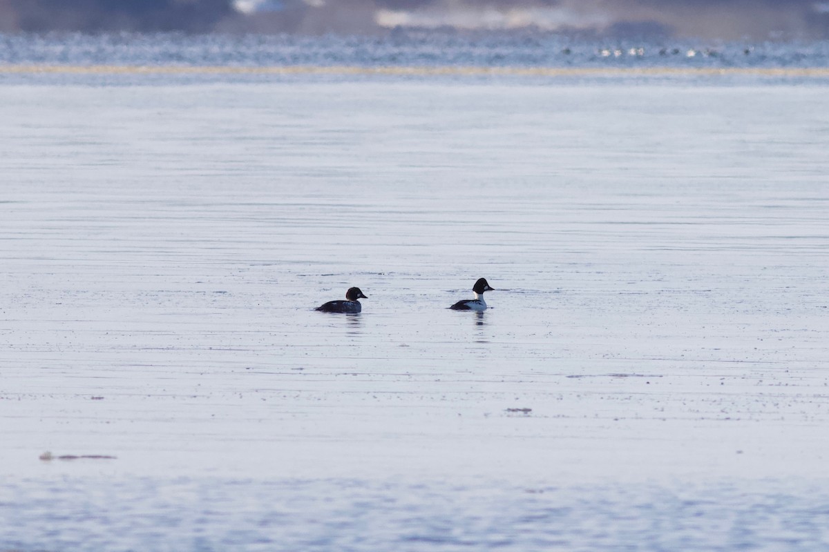 Common Goldeneye - ML393270441