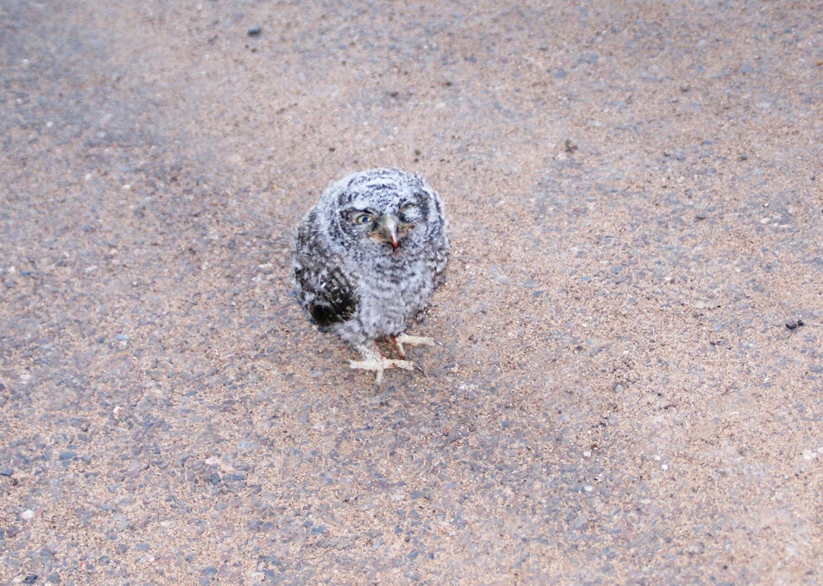 Eastern Screech-Owl - ML39327111