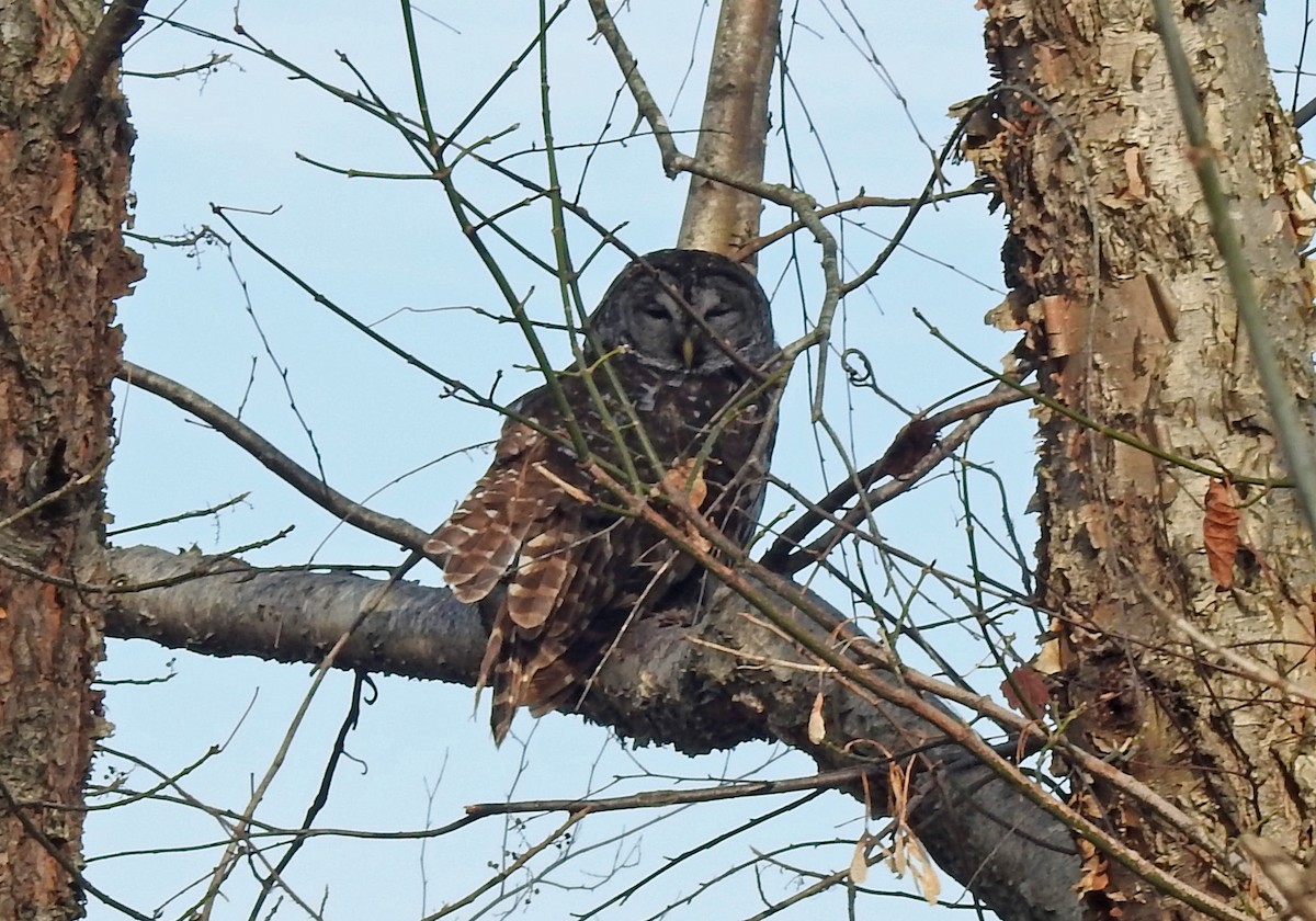 Barred Owl - ML393271381