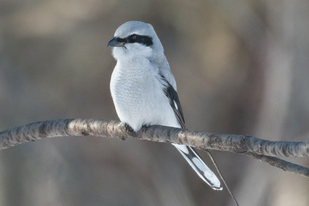 Northern Shrike - ML393272171