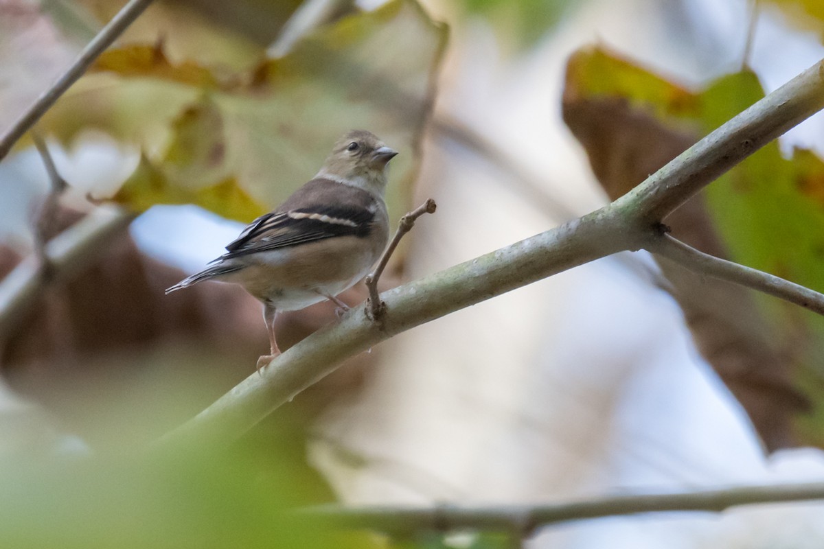 American Goldfinch - ML393272321