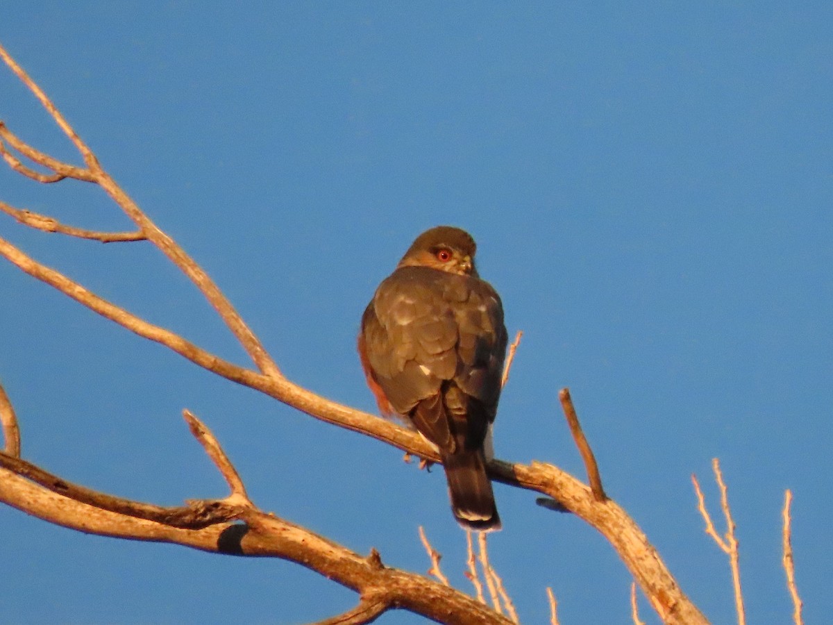 Sharp-shinned Hawk - ML393272421