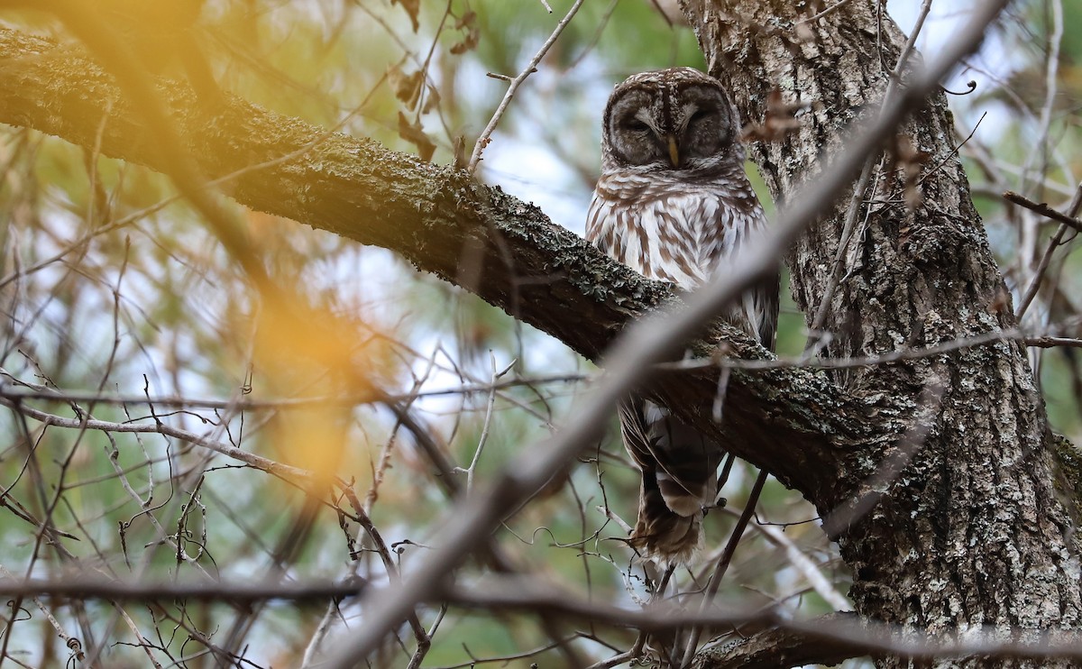 Barred Owl - Rob Bielawski