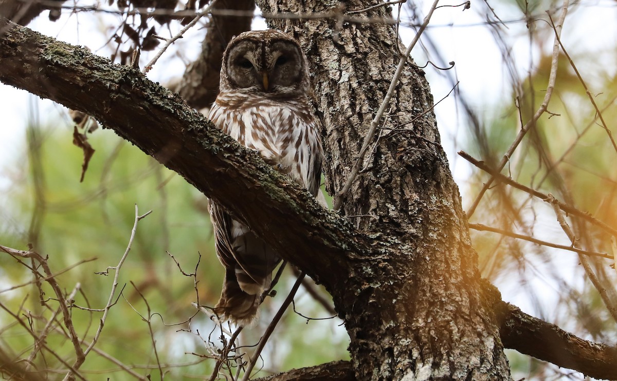 Barred Owl - Rob Bielawski