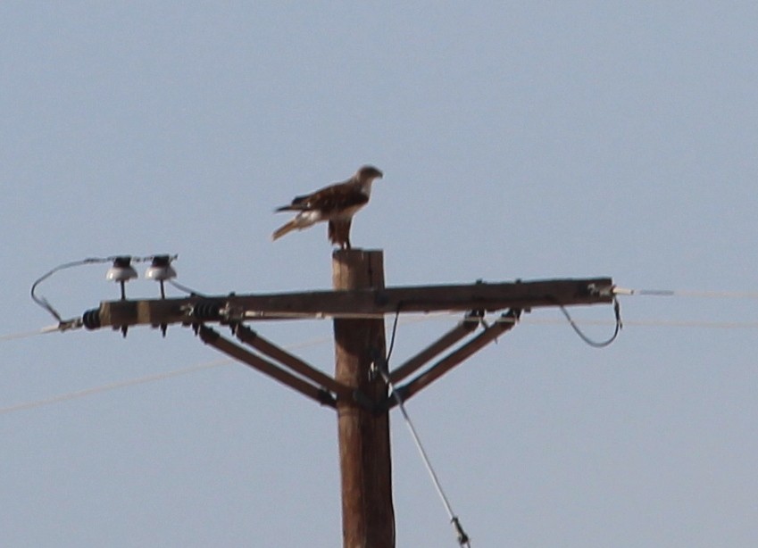 Ferruginous Hawk - ML39327331