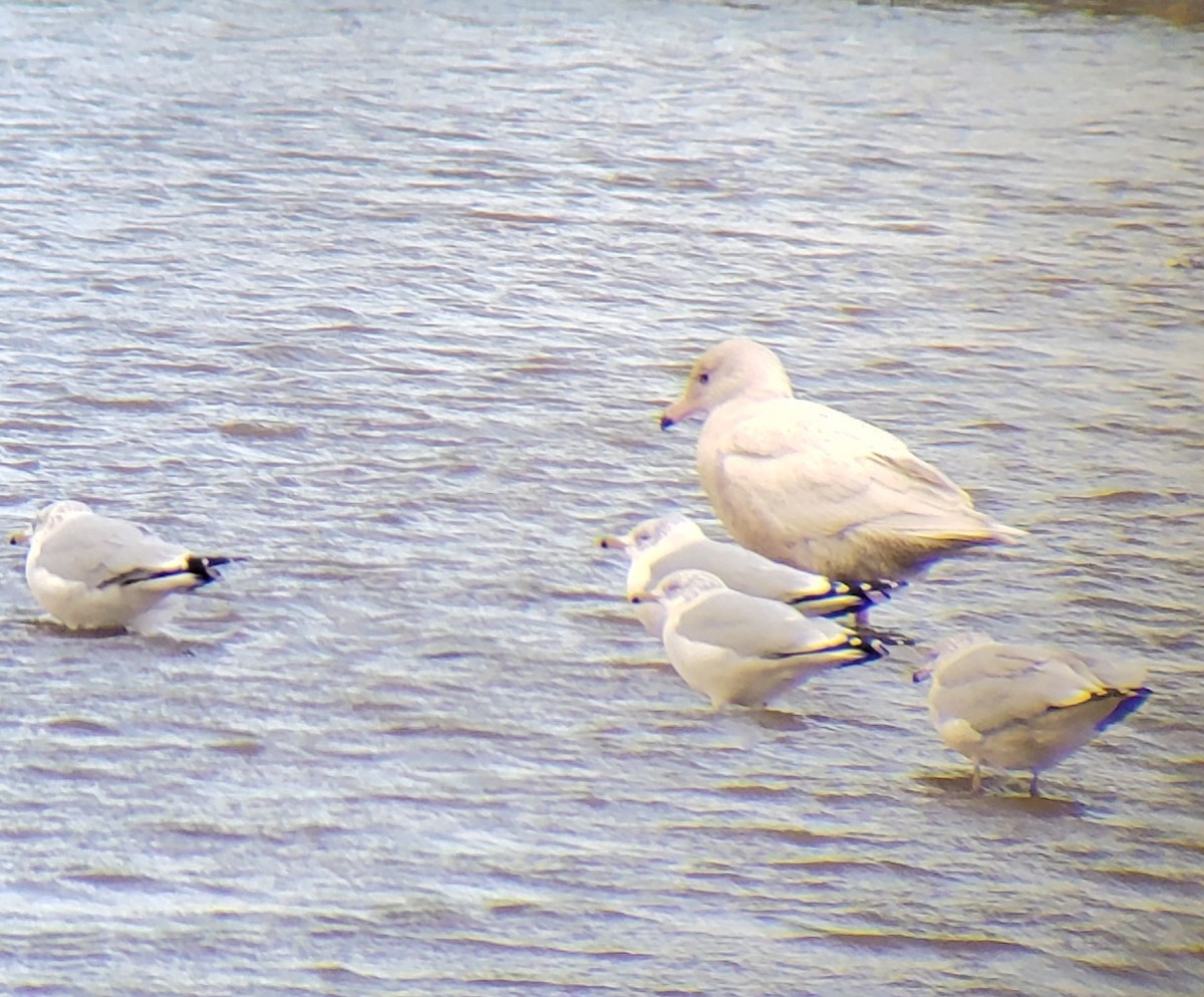 Glaucous Gull - ML393273421