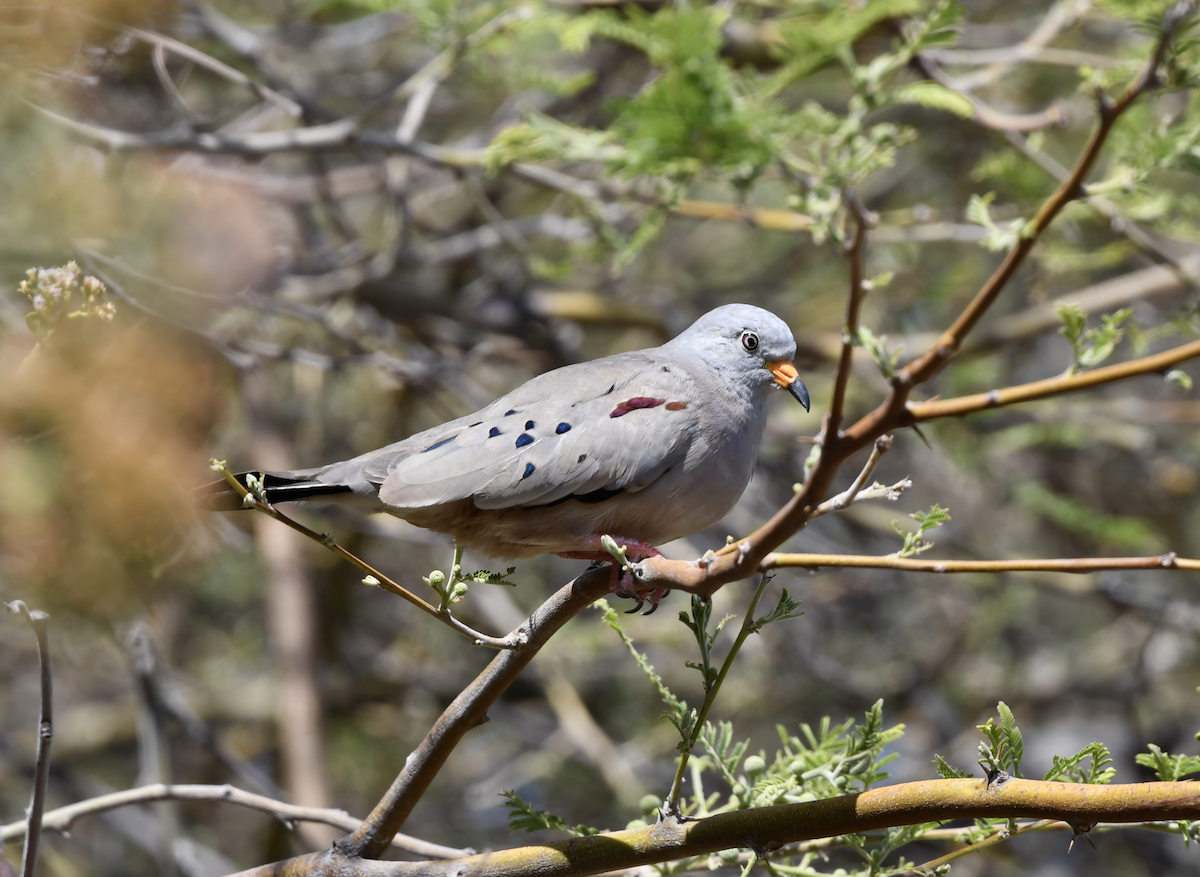 Croaking Ground Dove - ML393273901