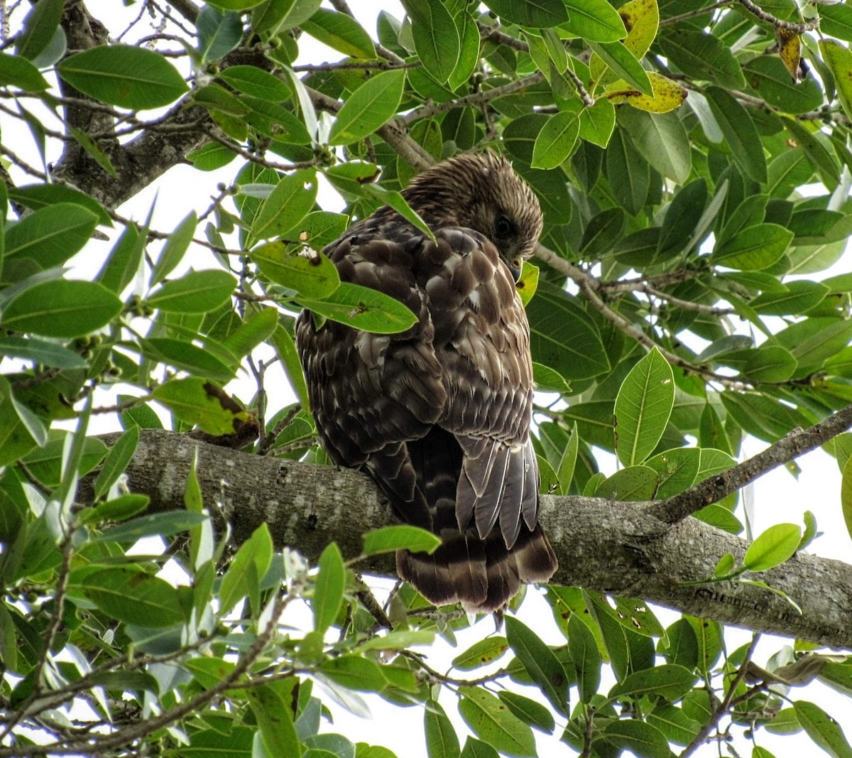 Red-shouldered Hawk - ML393274011